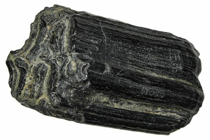 Pleistocene Aged Fossil Horse Tooth - South Carolina #374120